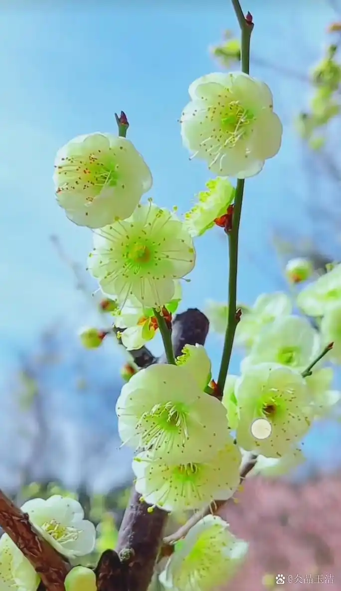 梅花无意把枝伸,朵朵花开不染尘.冰清玉洁本天真,独领风骚不争春.
