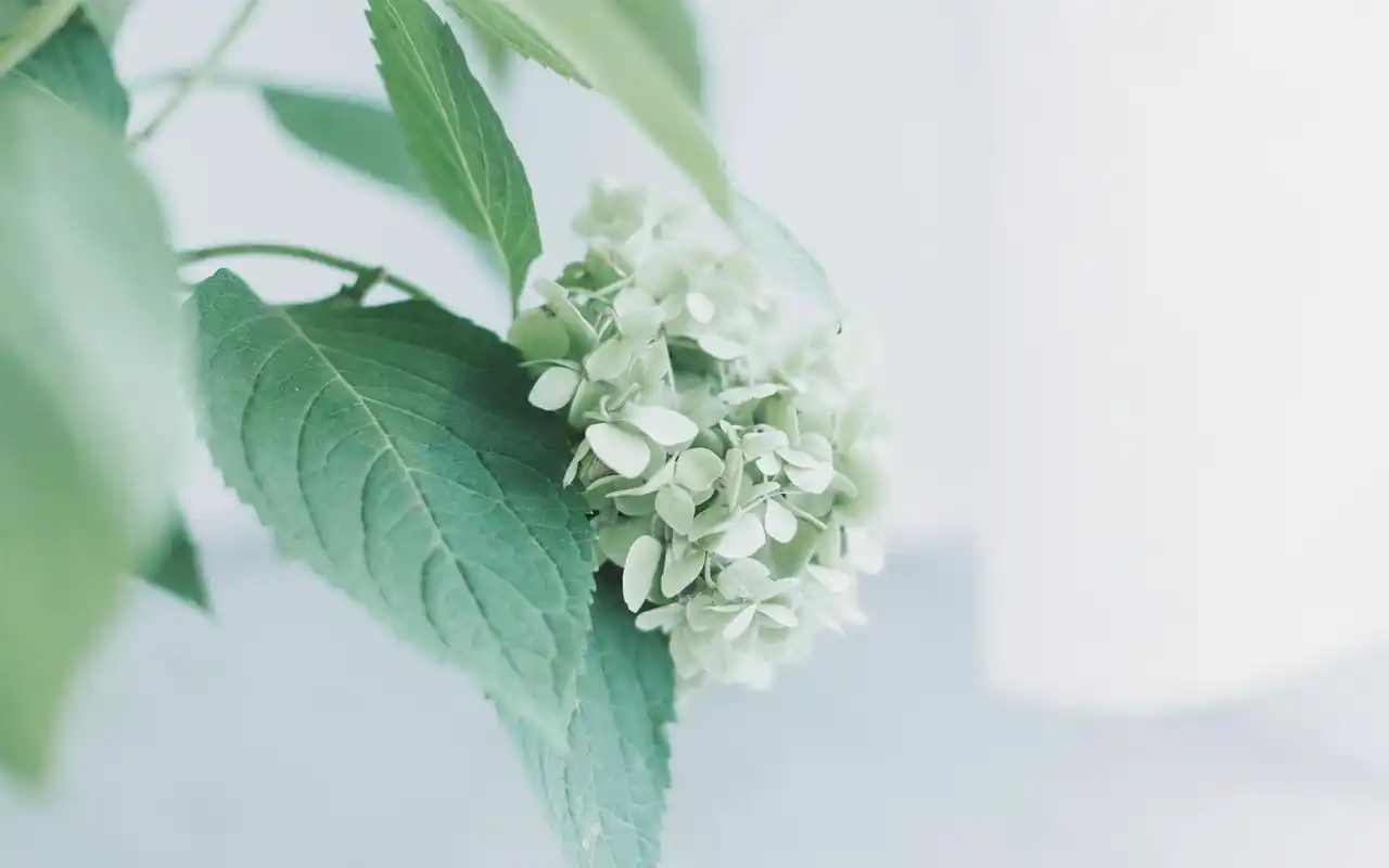绿色小清新高清唯美静物图片桌面壁纸