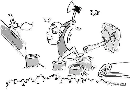 邓州一男子在林扒连砍39棵杨树,最终被抓!