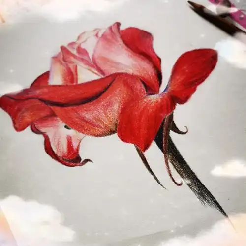 彩铅玫瑰花临摹