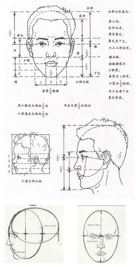 素描教程三十二石膏头像头部结构4