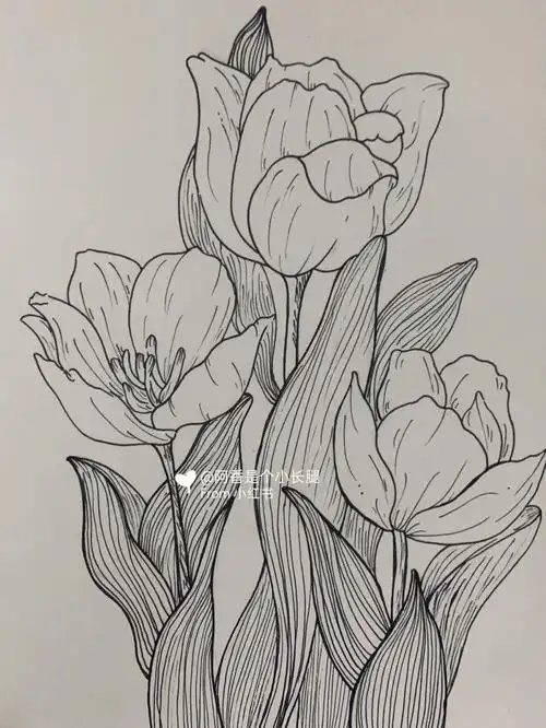 临摹线条画装饰画附带过程