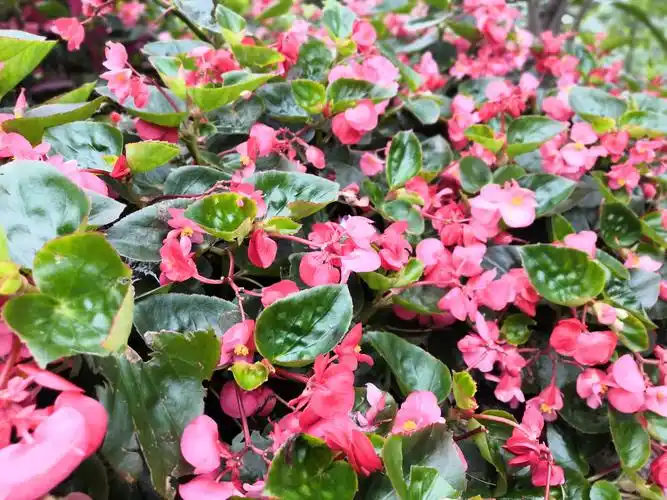 四季海棠