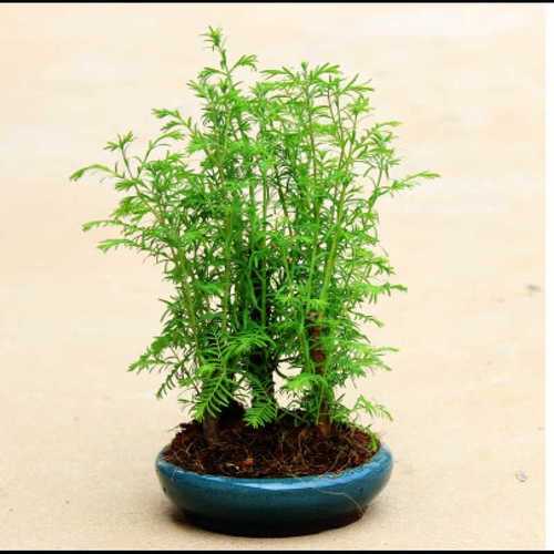 丛林式杉树盆景多杆式水杉造型桌面书房摆放办公室阳台绿植四季常
