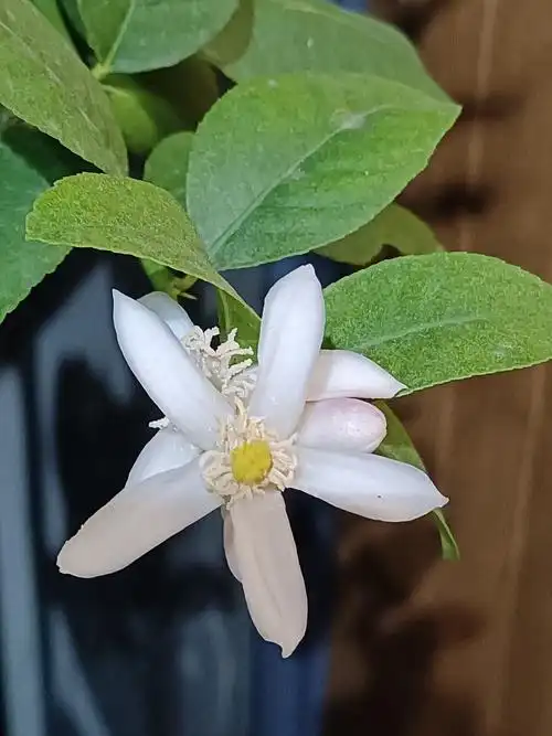 窨制花茶的代代花 - 简书