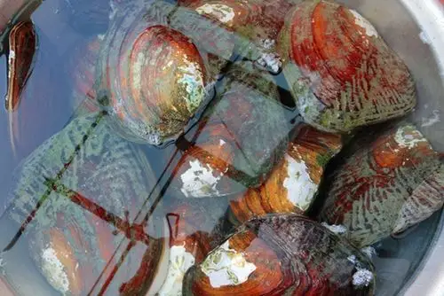 珍珠蚌常见病害有哪些?