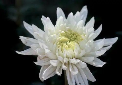 悼念刚去世的人的短句子有哪些?