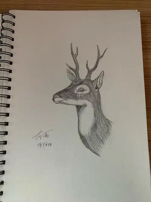 铅笔画动物(非原创作品)