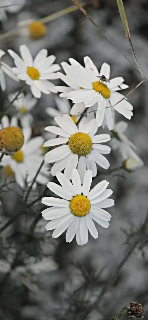 小雏菊壁纸 ·文艺ins风|喜欢小雏菊,却无关它的花语