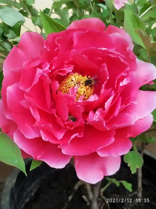 2021年大年初一昙华寺公园观牡丹花