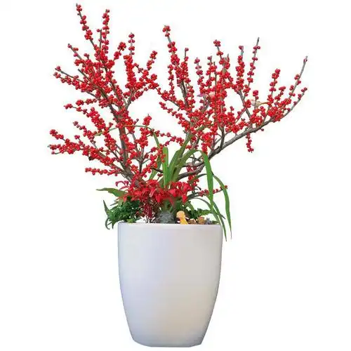 北美冬青盆栽植物地栽欧洲红果冬青盆景耐寒北美冬青树苗带果发货