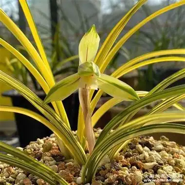 中国兰花交易网