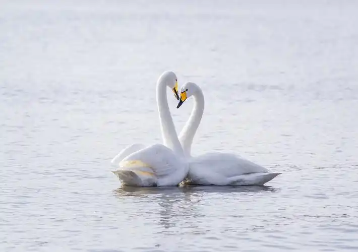 (首发)天鹅恩爱秀