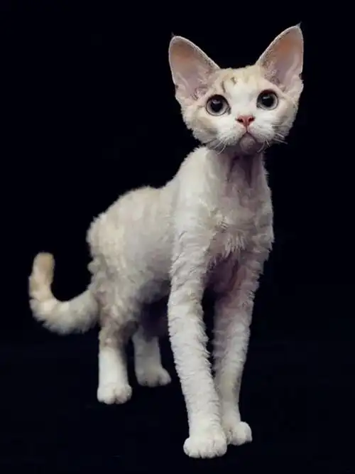 世界上还有这种猎奇的猫?颜值高掉毛少亲人活泼?形容词都不够了