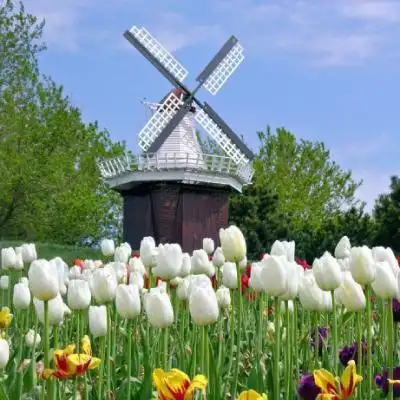 高清唯美高大的荷兰风车头像高清图片大全