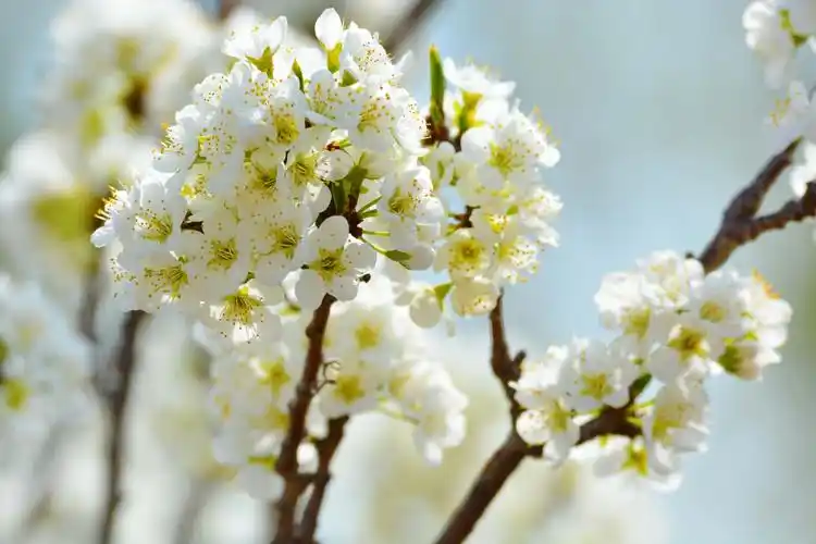 春天的李子花,原创拍摄__财经头条