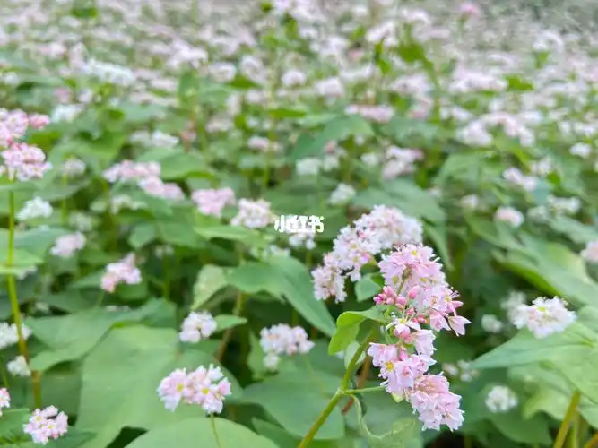 荞麦花的花语又是什么呢?
