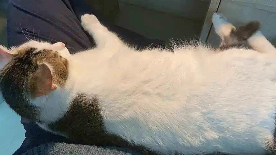 猫咪躺在怀里的温馨时刻