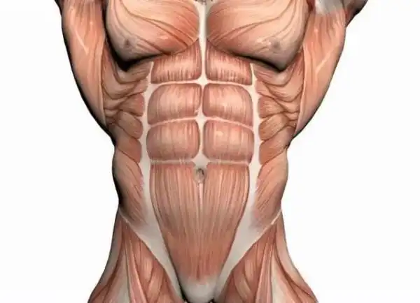 腹肌锻炼选对方式很重要—这些训练动作让你练出八块腹肌 - 肌肉网