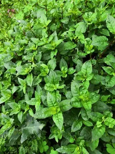 清明时节,临川常见野草图鉴