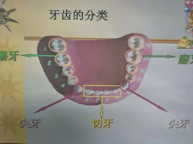 第一周我们认识了牙齿的结构,分别为磨牙,切牙,尖牙.