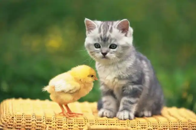 我的动物朋友小猫作文400字四年级2篇