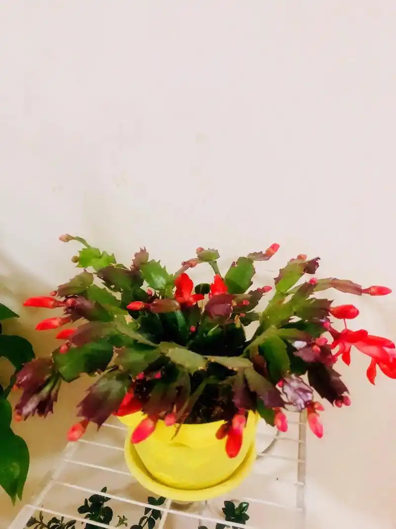 绿色植物 #花期已至美好如初 #晚安08 一花一语:蟹爪兰 - 抖音