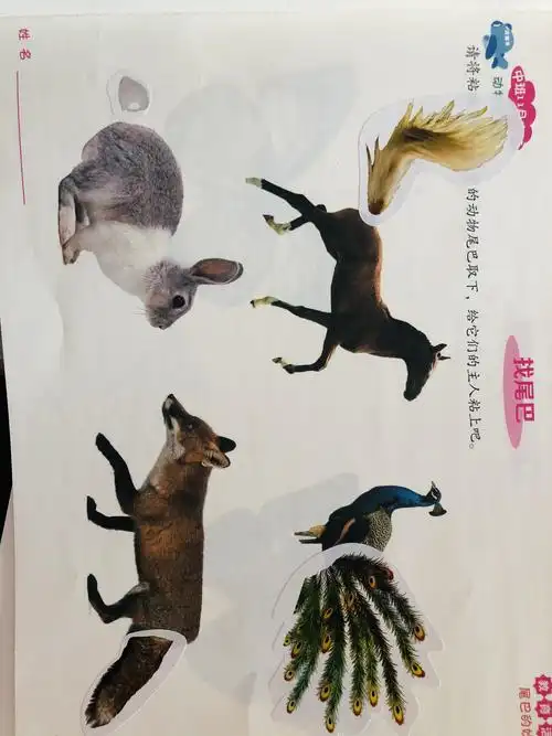 《找尾巴》:观察感知不同动物的尾巴的特点,探索了解它们的用途.