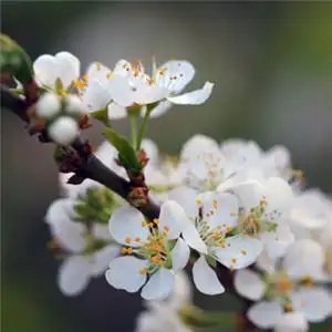 梅花微信头像 香气扑鼻的白梅花高清图片