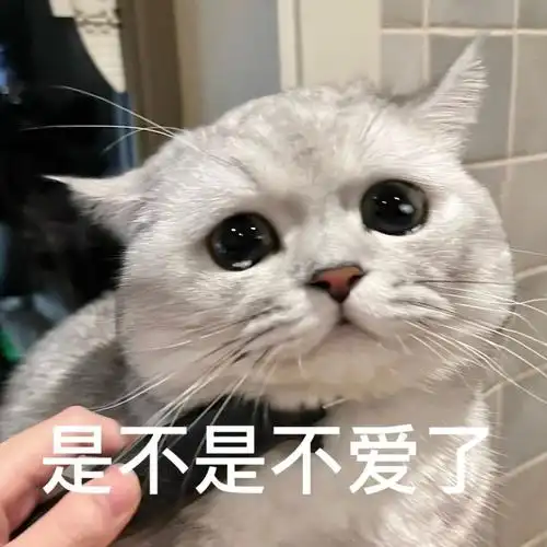猫咪情侣聊天表情包_表情吧