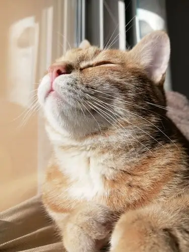 可爱猫咪 橘猫 宠物 胖猫