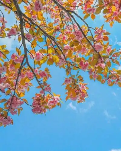 默认专辑 - 堆糖,美图壁纸兴趣社区