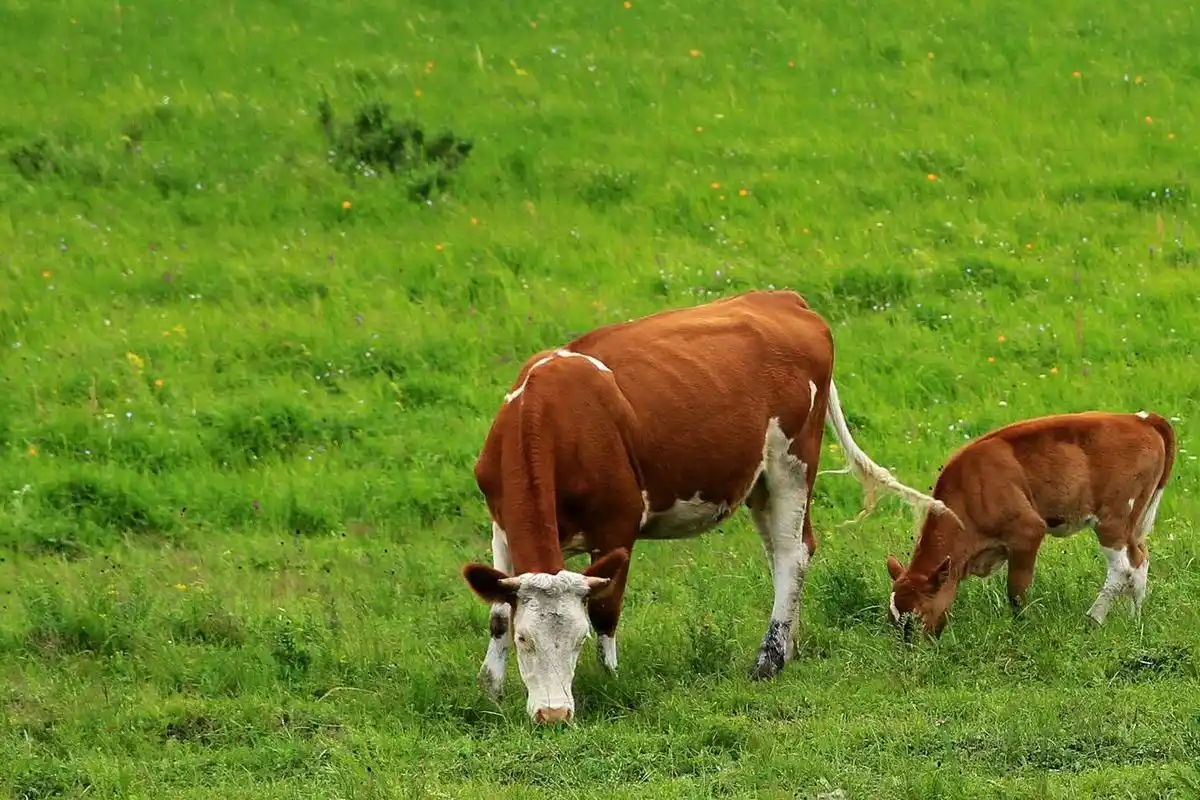 万物皆有灵,牛逃过屠宰!再也不相信人类拒绝被抓冲入海求死!