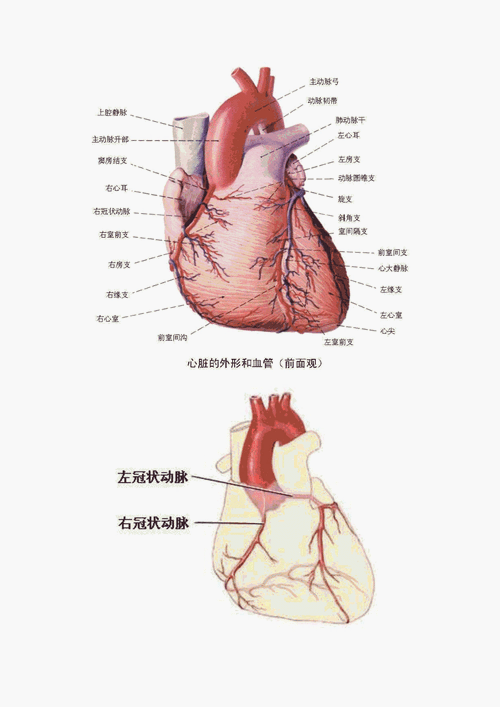 冠状动脉解剖