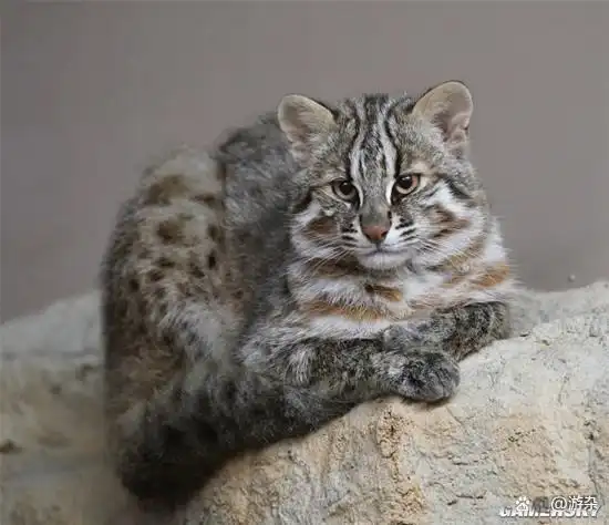 对马岛之魂电影想撸对马山猫但它们只有不到一百只