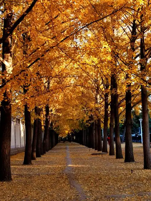 钓鱼台银杏大道秋景