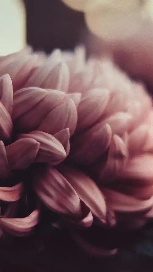 牡丹花,花瓣 1080x1920 iphone 8/7/6/6s plus 壁纸,图片,背景,照片