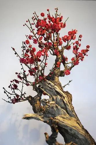 迎春盆景梅花展