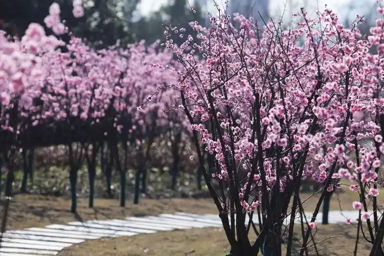 美人梅引美人来