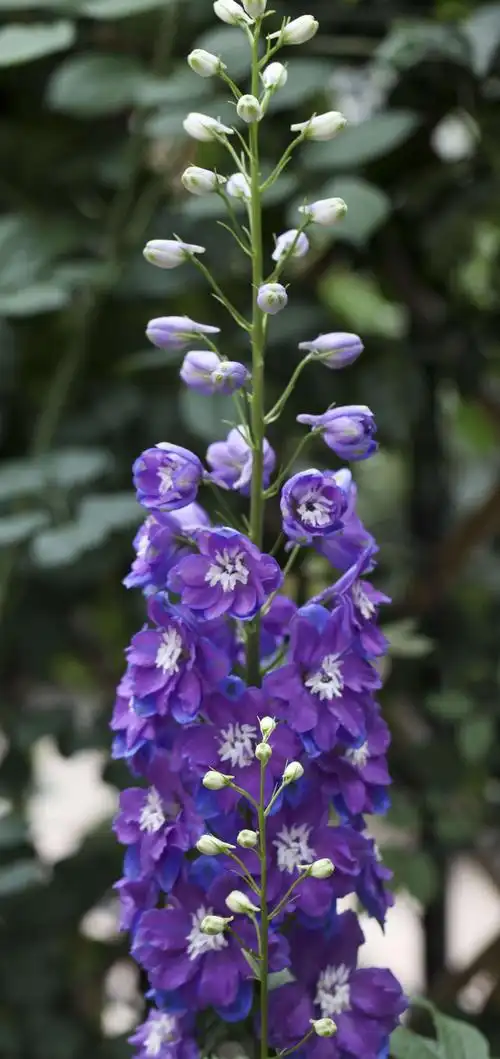 开成大花柱的大花飞燕草