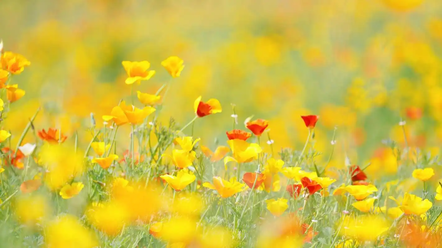 电脑壁纸 花卉 鲜花 小清新唯美的花菱草