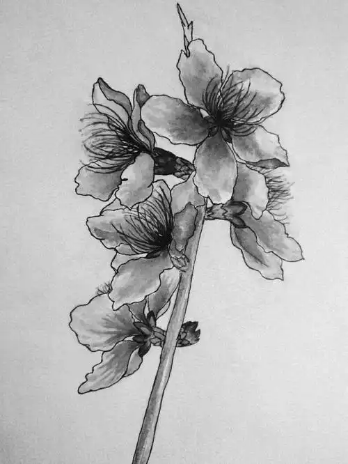 铅笔画桃花