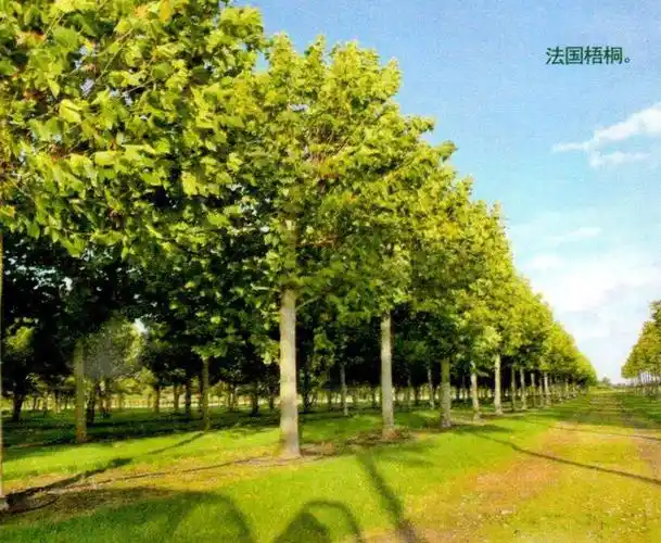 "世界四大行道树"的启示