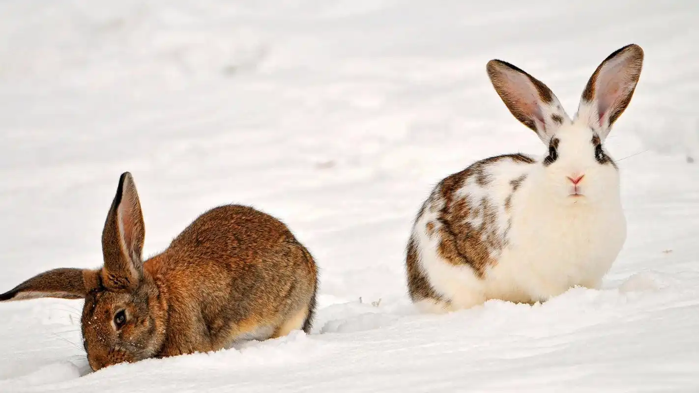 治愈系可爱小兔子唯美高清桌面壁纸高清大图预览1920x1080_动物壁纸