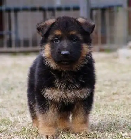 德牧幼犬从体型上很难鉴别,可通过性格测试,挑选理想的德牧幼犬