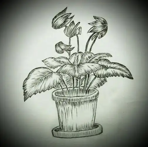 齐巧云初学铅笔画(盆栽植物篇)
