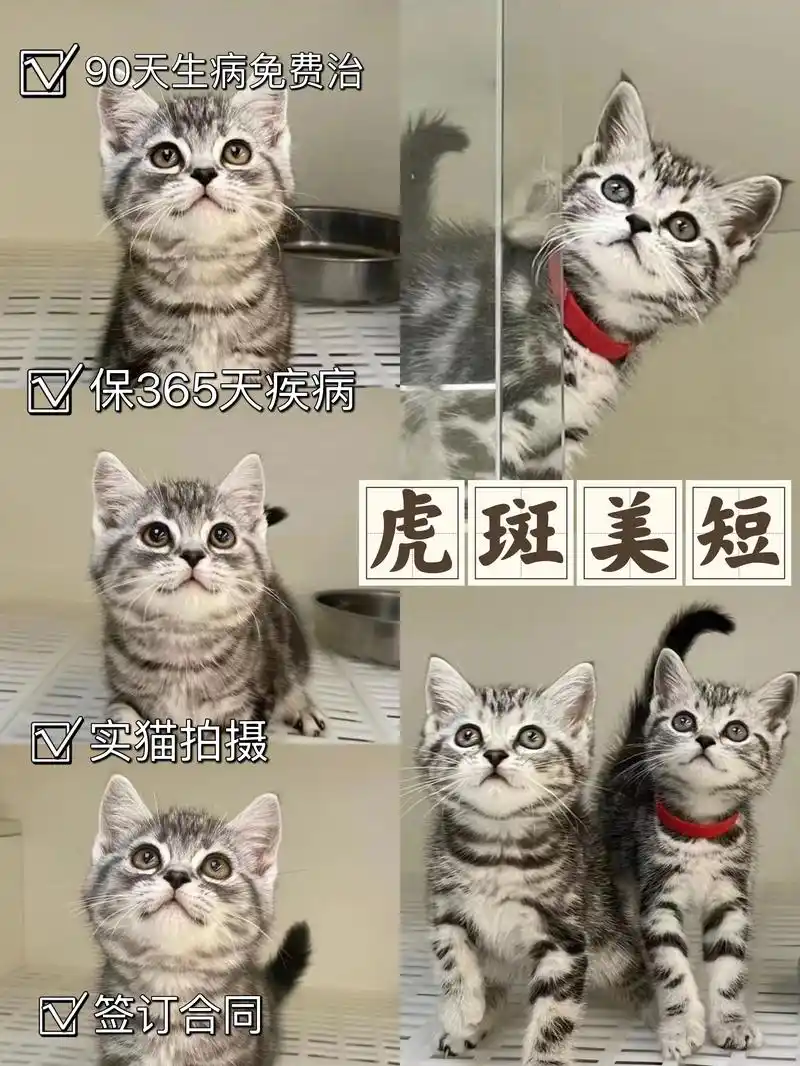 美短虎斑猫舍推荐|去哪能买美短|全国包送.超会微笑的虎斑美短 - 抖音
