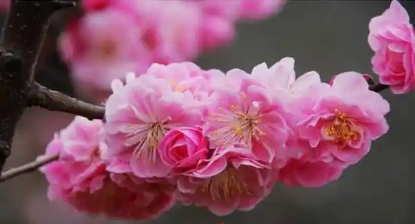 梅花都有哪些品种