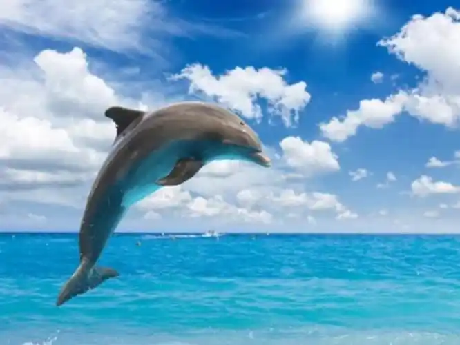 秒赞这只小海豚,你会收到期盼已久的好消息78