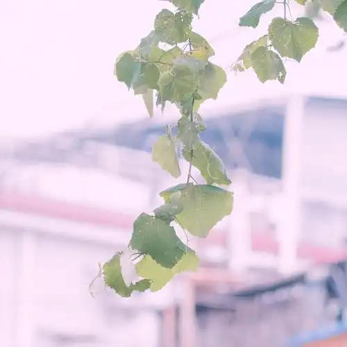 老街迷人慢生活静谧时光